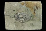 Fossil Crinoid (Cyathocrinites) - Crawfordsville, Indiana #135543-1